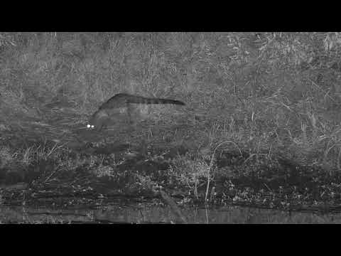 Djuma: Genet on the hunt - 03:51 - 04/23/21