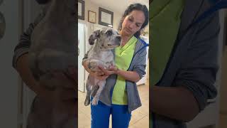 Video preview image #1 French Bulldog Puppy For Sale in Boca Raton, FL, USA