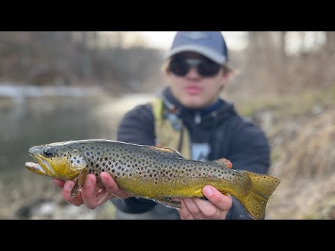 BIG Spring Creek Browns { Fly Fishing Trout in Iowa }