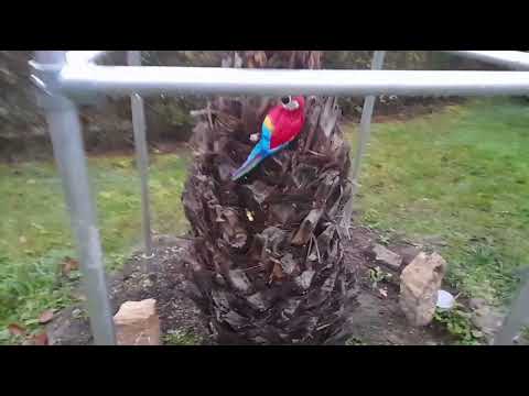 Palm trees and winter protection, beginning of November 2025