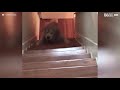 Un chien en difficulté dans les escaliers