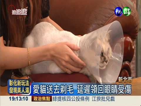 剃毛遭戳眼? 愛貓角膜破裂恐摘除