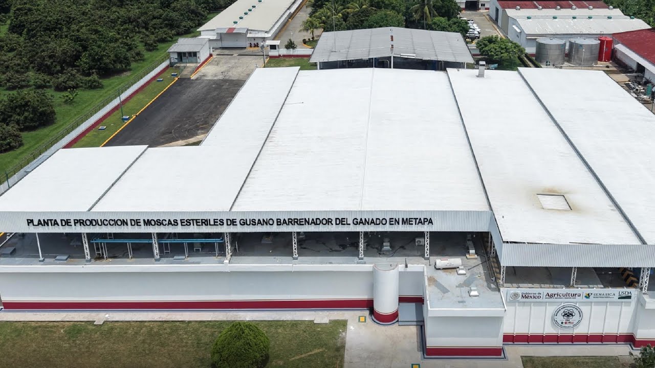 Planta productora de moscas estériles en Metapa, Chiapas 🪰
