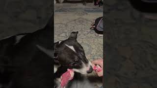 Video preview image #1 Mutt Puppy For Sale in Princeton, MN, USA