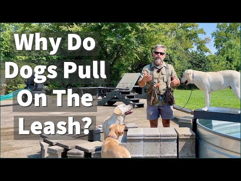 Why Do Dogs Pull On The Leash?
