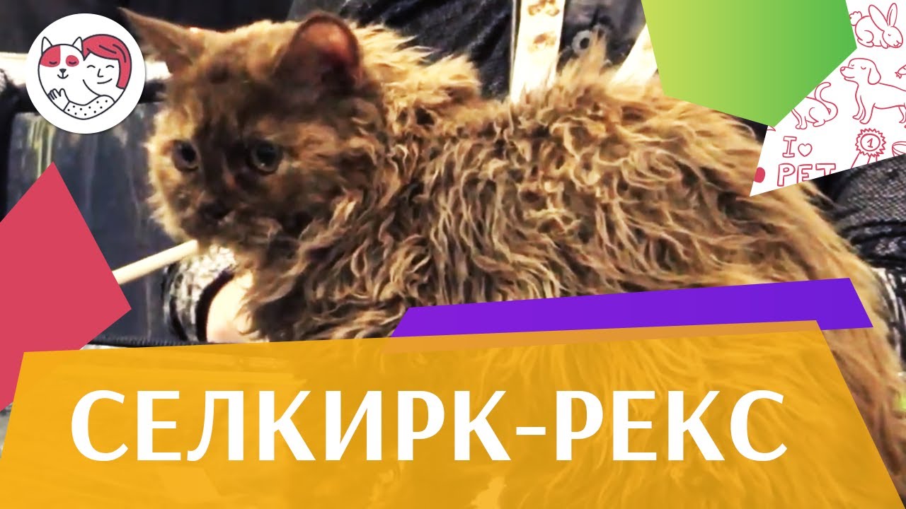 5 особенностей ухода за золотистым ретривером