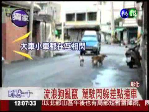 流浪狗路霸! 車輛閃躲險釀禍