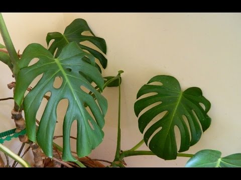 download lagu mp3 mp4 Cheese Plant Tendrils, download lagu Cheese Plant Tendrils gratis, unduh video klip Cheese Plant Tendrils