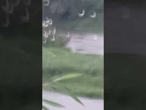 pantanal das garsas em ipiau Bahia diviza com japomerin acordar cedo é saúde amein
