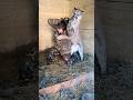 And it's like this all the time, still think a cougar is a cute cat? #braige #animals #cougar