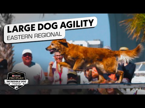 Incredible Dog Challenge 2025: Large Dog Agility Competition Eastern Regional | NBC Sports