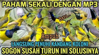 Download lagu Suara Pikat Sogon Solusinya Untuk Yang Paham Mp3 mp3