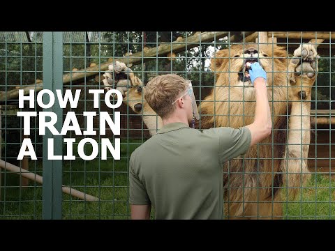 How to TRAIN a LION! - The Big Cat Sanctuary