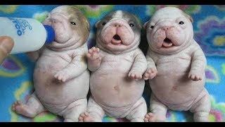 FILHOTES DE ANIMAIS MAIS ENGRAÇADOS - CÃES E GATOS 2021 - 🐕 ANIMAIS FOFOS #06