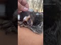 Would let a marmoset take a nap with you 🥹🥹🥰 #marmoset #tamarin #monkey#monkeys#pygmymarmoset