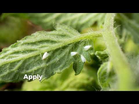 The Best Time to Plant Tomatoes in Kenya Tomato Farming in Kenya