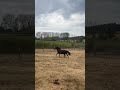Pouliche 2 ans à vendre