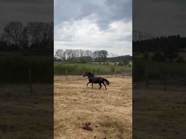 Pouliche 2 ans &agrave; vendre 