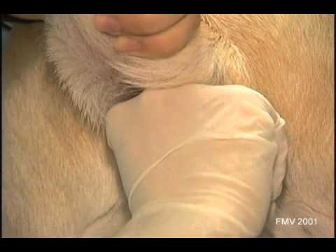 comment nettoyer glandes anales chien
