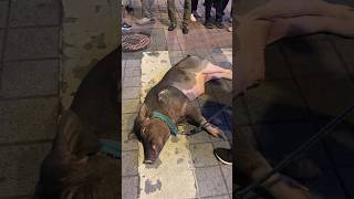 【台湾の日常】台湾に住んでたらいろんな動物の散歩に遭遇するけど寧夏夜市で豚さんは初めて #shorts #台湾 #台湾旅行 #animals #pets #ペット #taiwan