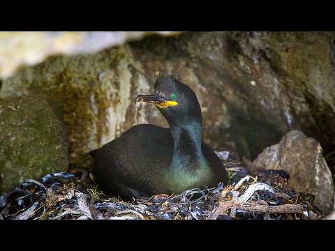 Are We Witnessing The End of Seabirds? | Our World