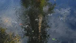 Frankie Cosmos   Buses Splash With Rain