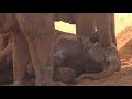 Chief Nanny Lullaby To Baby Elephant - ElephantNews