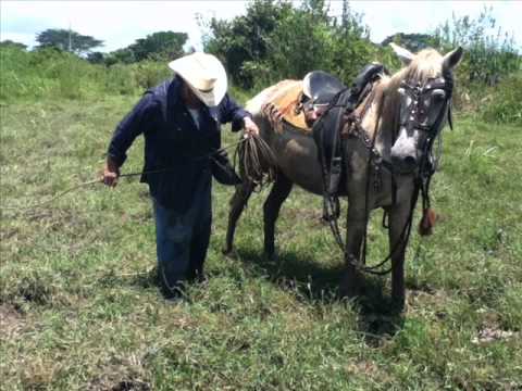 FG  Gallo Que Canta en El Patio - Dámaso Figueredo