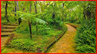 Amazing Botanical Garden In Sri Lanka |  Walking Tour