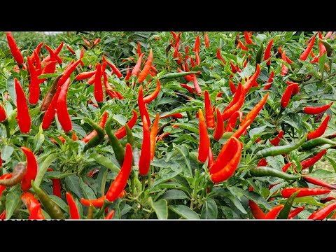 Sili Labuyo Farming Complete Guide from Planting to Harvest