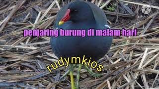 Download lagu suara burung mandar batu sudah di uji cuba jos mp3