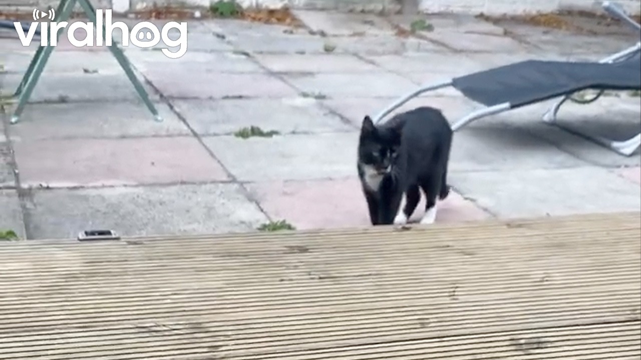 Cat Says Hello || ViralHog