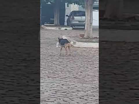 Cachorro pelas ruas da cidade de Boquira Bahia