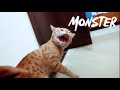 Super Hiss Ginger Cat