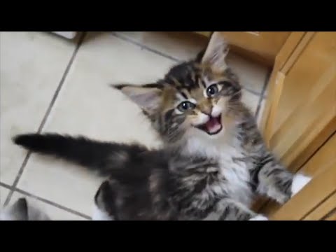 Maine Coon Molly Meowing Compilation Kitten to Adult