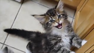 Maine Coon Molly Meowing Compilation Kitten to Adult