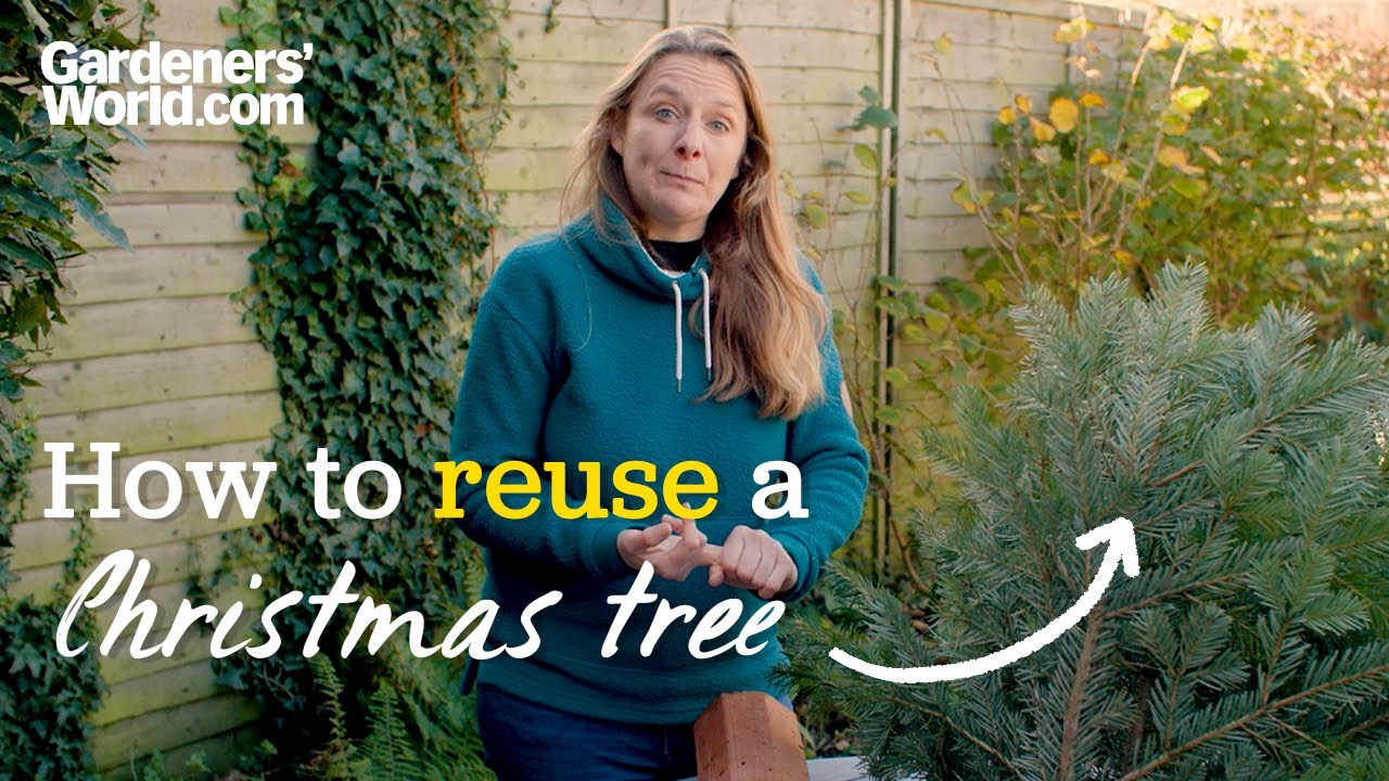 Christmas tree RECYCLING | Best ways to reuse a Christmas tree