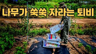 나무 거름주는 시기와 방법 동백나무 비료주기 ????