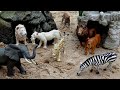 Safari Animal Figurines And Fun Facts