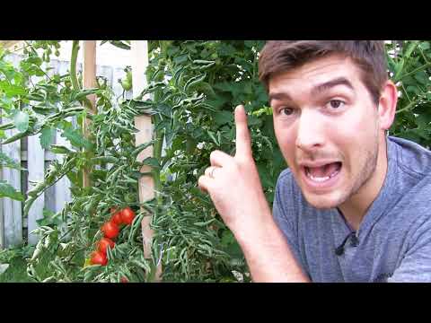 download lagu mp3 mp4 Vine Tomato Plants, download lagu Vine Tomato Plants gratis, unduh video klip Vine Tomato Plants