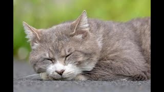 【TikTok】可愛い猫様まとめ