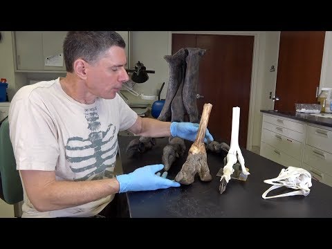 Random Act of Anatomy - ostrich feet