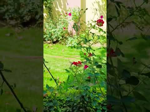 gardening flowers#rose #hibiscus #shortvideo #ytshorts #trending #nature #rishikesh #flowers