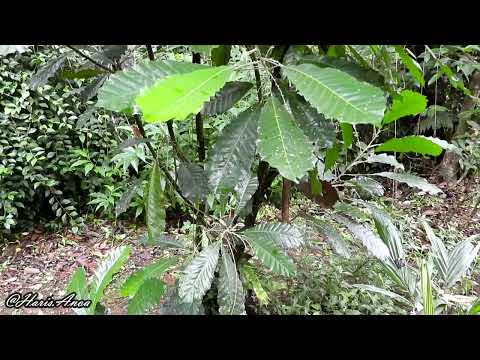 The aphrodisiac medicinal plant, Sanrego (Lunasia amara)