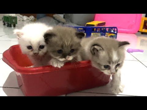 Kitten Learn To Eat and Poop | One Month Kitten First Eat and Poop