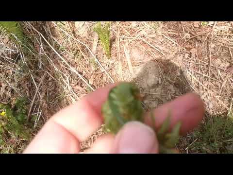 Ostrich fern, an edible delicacy