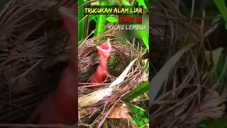 Download lagu 🔴 pakan anak trucukan di alam liar #trucuk #trucukan #lolohan #alamliar #kicaumania #shorts #fyp mp3