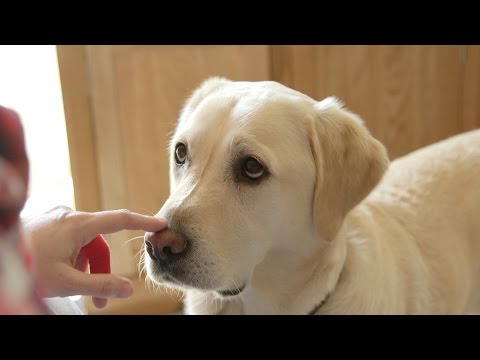 How dogs can sniff out diabetes