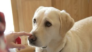 How dogs can sniff out diabetes