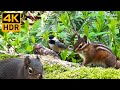 Cat TV for Cats to Watch 😺 Cute Birds, Chipmunks, Squirrels in the Forest 🐦🐿️ 8 Hours(4K HDR)